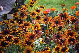 Le jardin des Plantes